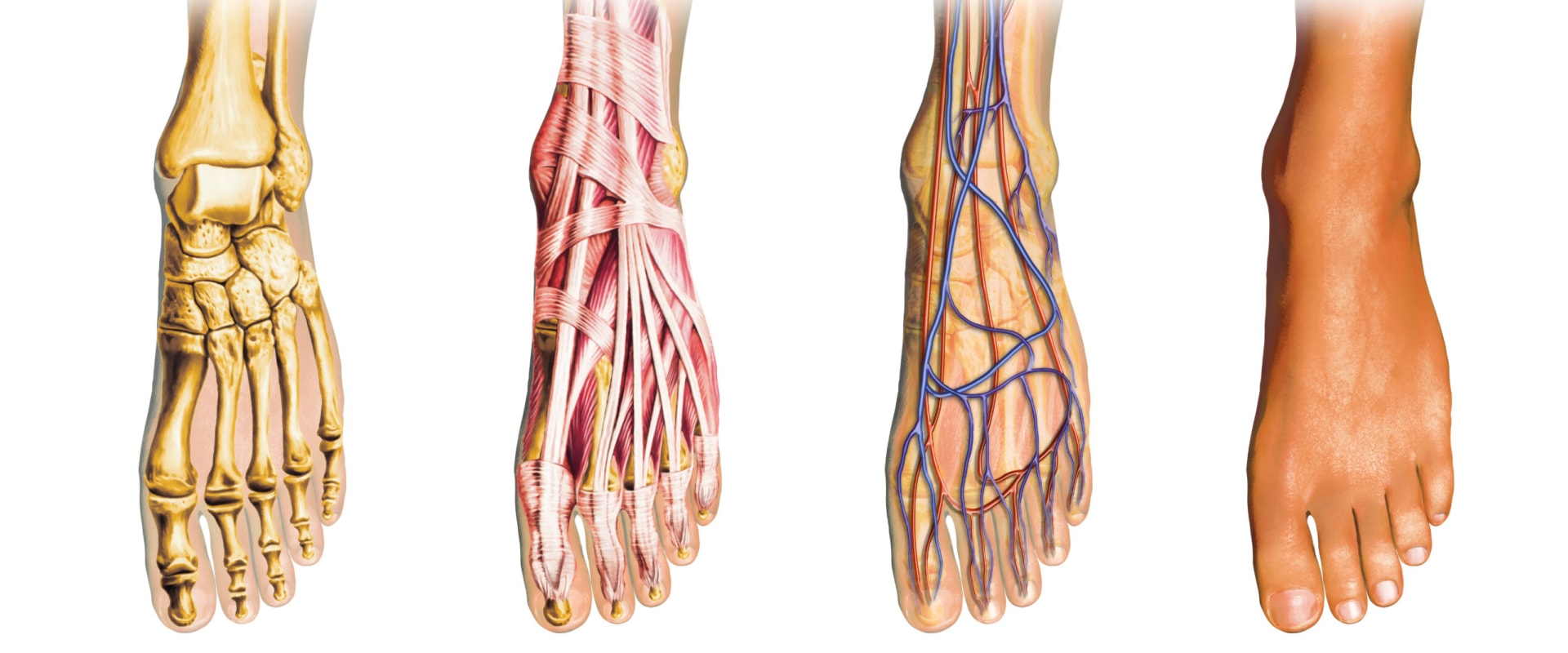 The Three Categories of the Foot: Understanding the Anatomy of Our Foundation