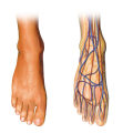 The Three Categories of the Foot: A Comprehensive Guide to Understanding Foot Anatomy