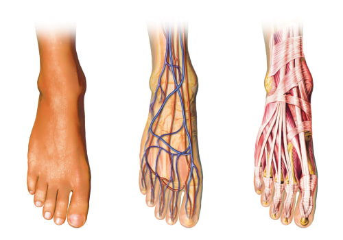 The Three Categories of the Foot: Understanding the Anatomy of Our Foundation